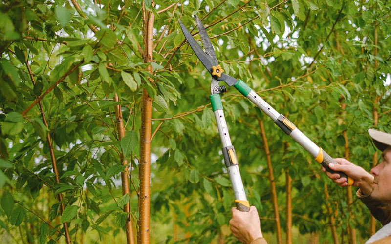 Tree trimming in Gladstone, ND