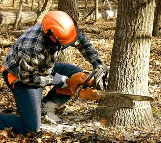 Tree Removal in Gladstone, ND